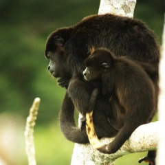 Отель Gamboa Rainforest Resort с домашними животными