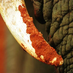 Отель Gorah Elephant Camp Южная Африка, Аддо - отзывы, цены и фото номеров - забронировать отель Gorah Elephant Camp онлайн спа фото 2