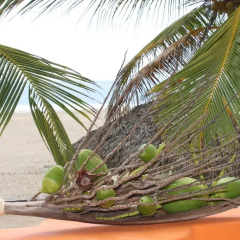 Отель Bungalows Tree Tops Мексика, Коакоюл - отзывы, цены и фото номеров - забронировать отель Bungalows Tree Tops онлайн фото 3