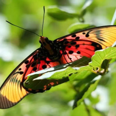 Отель Mashovhela Bush Lodge спортивное сооружение