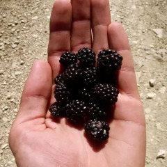 Отель Pokut Doğa Konukevi фото 2