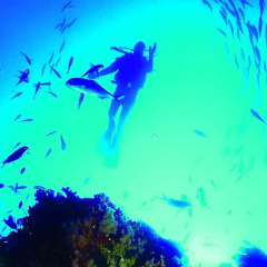 Quality Hotel Oceans Tutukaka пляж