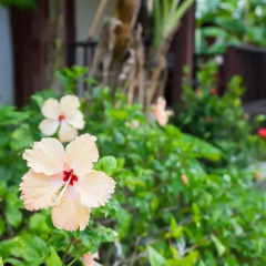 Отель Weekender Bungalow Самуи фото 4