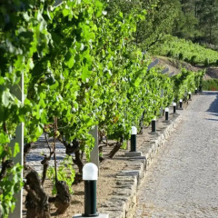 Отель Quinta Da Timpeira фото 9