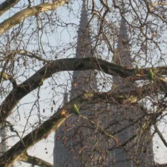 Апартаменты City Apartments Cologne Dom Und Messe Кёльн приотельная территория