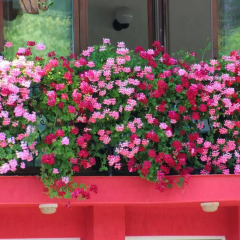 Отель Family Hotel Flora Болгария, Ардино - отзывы, цены и фото номеров - забронировать отель Family Hotel Flora онлайн интерьер отеля фото 3