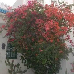 Отель Djerba Saray Тунис, Мидун - отзывы, цены и фото номеров - забронировать отель Djerba Saray онлайн фото 7