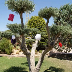 Отель Casa Los jardines de Lola фото 12