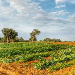 Отель Masseria La Lizza Лечче фото 3