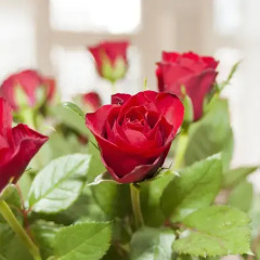 Отель B&B La Vie En Rose Amsterdam Centre