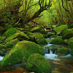 Отель Tabinoyado Kanoko Якусима фото 3
