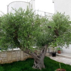 Отель Trullo Vecchio Olivo Альберобелло фото 3