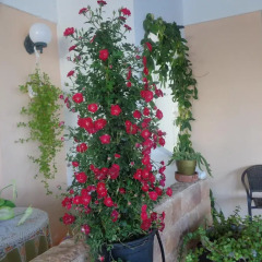 Angela Hotel фото 7