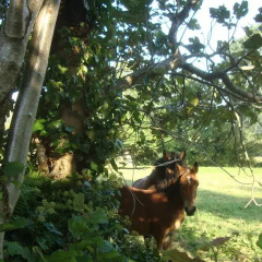 Отель La Ventanita Del Campo