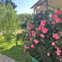 Гостиница Summer Guest House в Анапе отзывы, цены и фото номеров - забронировать гостиницу Summer Guest House онлайн Анапа фото 2