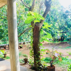 Отель Kataragama Homestay фото 8