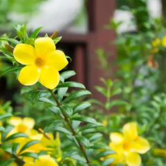 Отель Weekender Bungalow Самуи фото 7