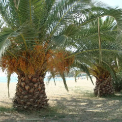 Отель Kalives Resort пляж фото 2