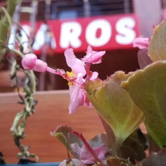 Haros Apart Hotel Турция, Узунгёль - отзывы, цены и фото номеров - забронировать отель Haros Apart Hotel онлайн помещение для мероприятий