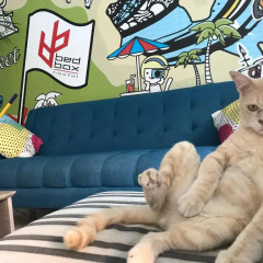 Bedbox Guesthouse & Hostel с домашними животными