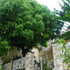 Отель Mango Tree Peaceful Pension фото 2