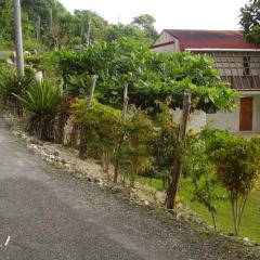 Отель Teresinajamaica Монастырь фото 12