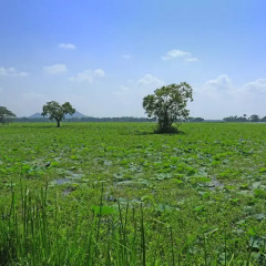 Отель Mihisara Lake View Guest фото 3