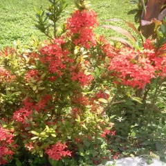 Отель Villa Paola Jamaica фото 7