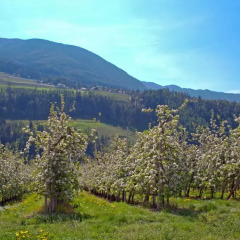 Отель Pension Thalerhof Горнолыжный курорт Ортлер фото 3