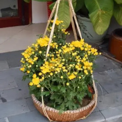Отель Vang Anh Guesthouse