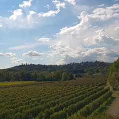 Отель B&B Il Vigneto Италия, Манерба-дель-Гарда - отзывы, цены и фото номеров - забронировать отель B&B Il Vigneto онлайн фото 6
