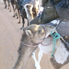 Отель Camel Trekking Company Марокко, Мерзуга - отзывы, цены и фото номеров - забронировать отель Camel Trekking Company онлайн приотельная территория