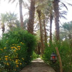Отель Riad Tagmadart Ferme D'hôte Марокко, Загора - отзывы, цены и фото номеров - забронировать отель Riad Tagmadart Ferme D'hôte онлайн пляж фото 2