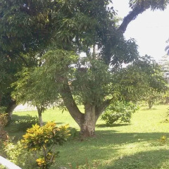 Отель Villa Paola Jamaica фото 6