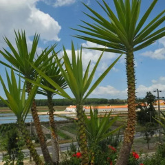 Comporta Village Hotel Apartamento фото 2