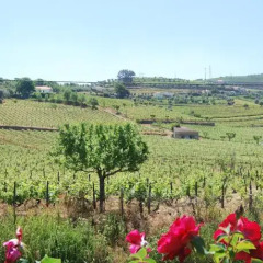 Отель Quinta De Tourais Португалия, Ламего - отзывы, цены и фото номеров - забронировать отель Quinta De Tourais онлайн фото 4