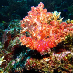 Отель Taveuni Island Resort And Spa Фиджи, Остров Тавеуни - отзывы, цены и фото номеров - забронировать отель Taveuni Island Resort And Spa онлайн фото 4