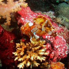 Отель Taveuni Island Resort And Spa Фиджи, Остров Тавеуни - отзывы, цены и фото номеров - забронировать отель Taveuni Island Resort And Spa онлайн фото 5