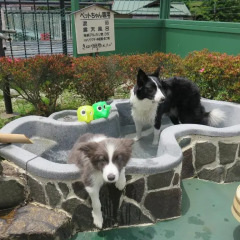 Kinugawa Kokusai Hotel Никко с домашними животными