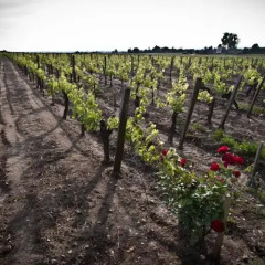 Отель Chateau Franc Pourret Франция, Сент-Эмильон - отзывы, цены и фото номеров - забронировать отель Chateau Franc Pourret онлайн фото 2