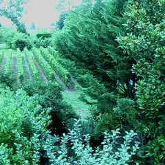 Отель Bed And Breakfast Saint Emilion Франция, Сент-Эмильон - отзывы, цены и фото номеров - забронировать отель Bed And Breakfast Saint Emilion онлайн фото 2