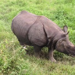 Отель Chitwan Forest Resort Непал, Саураха - отзывы, цены и фото номеров - забронировать отель Chitwan Forest Resort онлайн приотельная территория фото 2