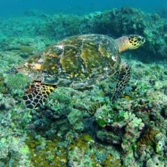 Отель Travel Lodge Maldives пляж