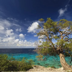Отель The Lodge Bonaire 3* Стандартный номер с различными типами кроватей фото 8