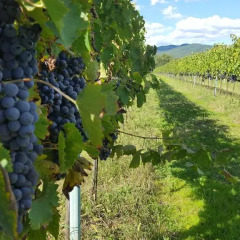Отель Podere Buriano Ареццо приотельная территория