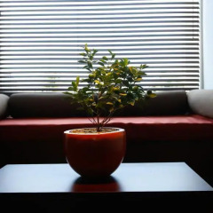 Отель Citrus Waskaduwa 4* Улучшенный номер с различными типами кроватей фото 7
