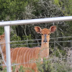 Отель Kudu Ridge Game Lodge спортивное сооружение
