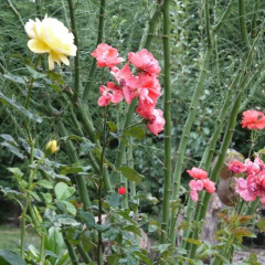 Naturalife Farm Hotel фото 14