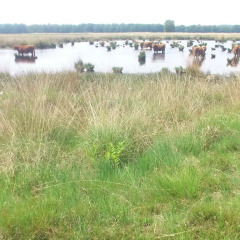 Отель Stal Zwartschaap фото 2