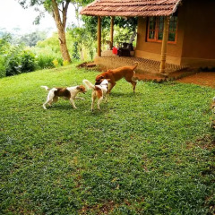 Отель Pepper Hills Cottages с домашними животными